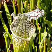 Sarracenia Leucophylla Mont Blanc