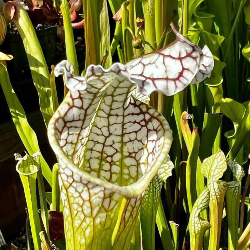 Sarracenia Leucophylla Mont Blanc