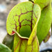 Sarracenia Pupurea Subsp. Purpurea (County Roscommon Ireland)