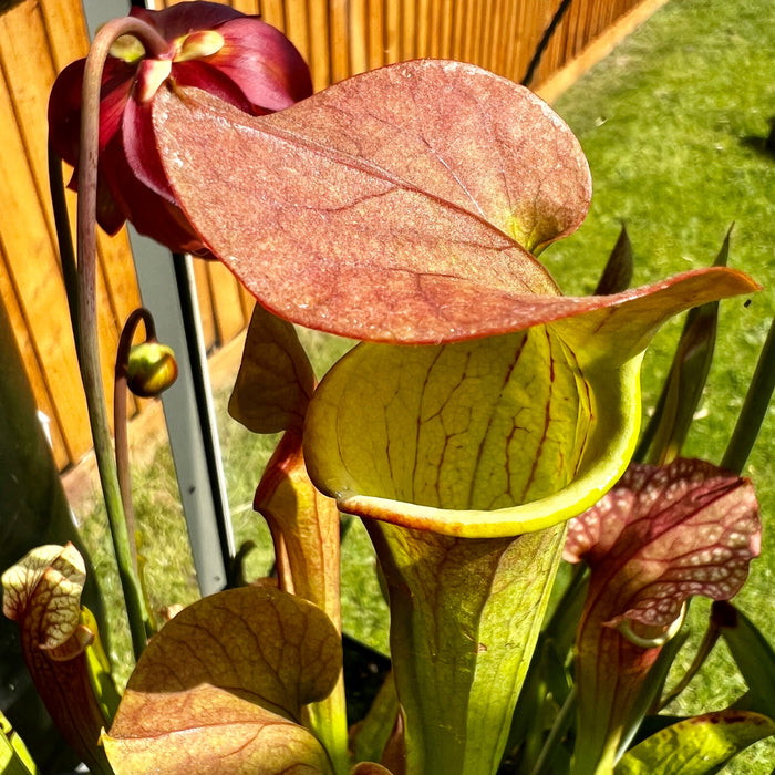 Sarracenia Tygo