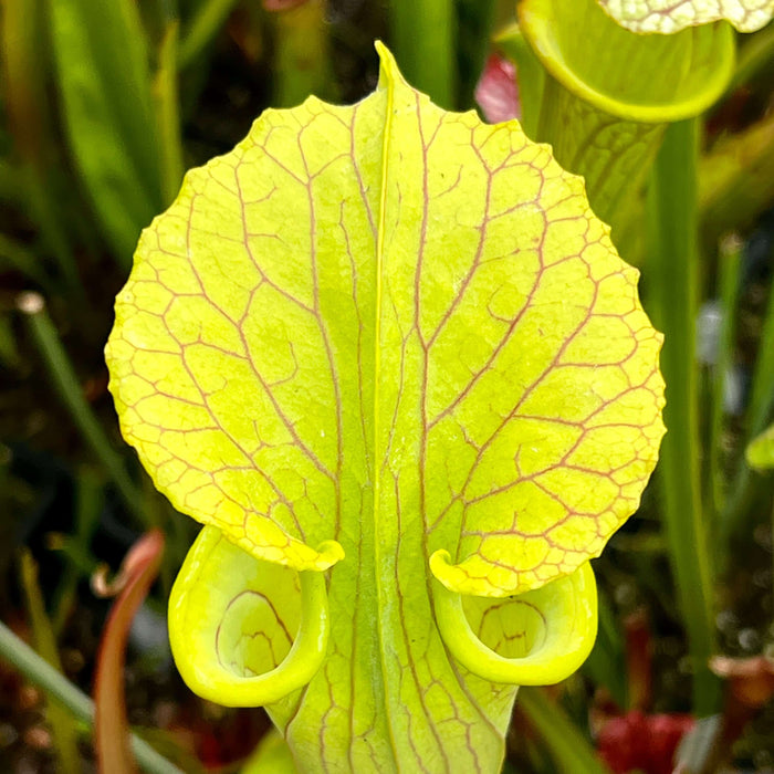 Sarracenia × Moorei Brooks Hybrid X Flava Var. Ornata