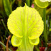 Sarracenia × Moorei Brooks Hybrid X Flava Var. Ornata