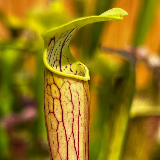 Sarracenia Alata Var. (Harrison County Mississippi)