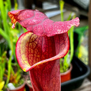 Sarracenia × Moorei Praetorian Guard