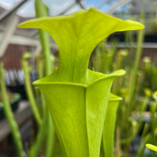 Sarracenia Flava Var. (Dorchester County South Carolina)