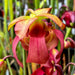 Sarracenia × Catesbaei (Flava Red Tube X Purpurea Subsp. Venosa) Pm-Hb9A