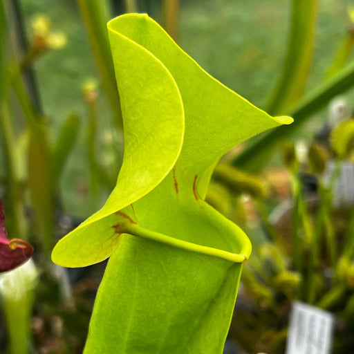 Sarracenia × Catesbaei - Ex Slack Ip-X08