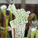 Sarracenia Leucophylla Var. Alba Hurricane Creek White - Clone A (Baldwin County Alabama) Mk-L145A