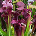 Sarracenia Judith Hindle