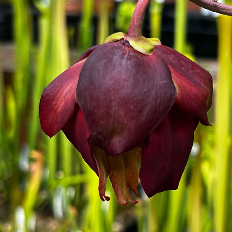 Sarracenia Leucophylla White Top With Fine Red Veins Mk-L34