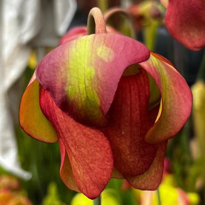 Sarracenia × Moorei Joanna