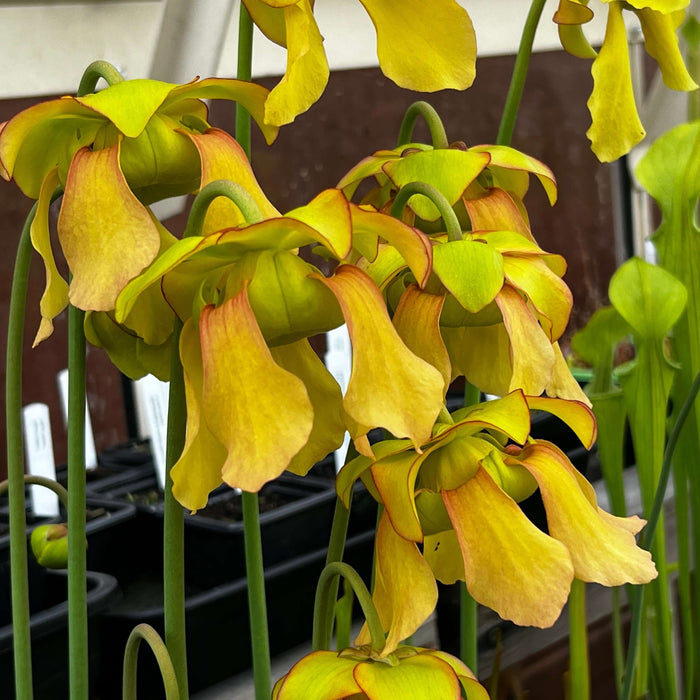 Sarracenia × Alava