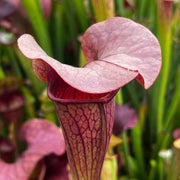 Sarracenia Johnny Marr