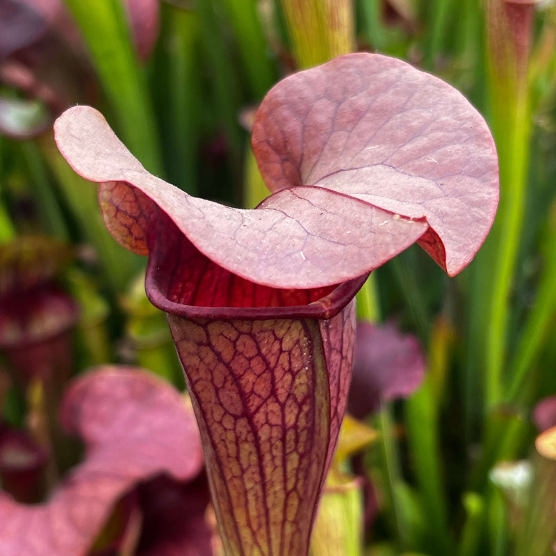 Sarracenia Johnny Marr