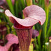 Sarracenia Johnny Marr