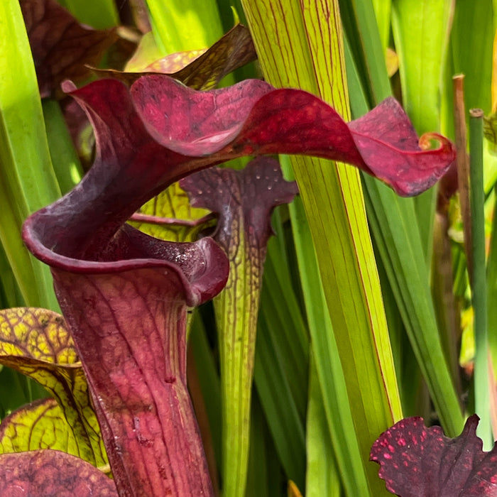 Sarracenia Reptilian Rose