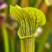 Sarracenia Alata Var. Rubrioperculata (Interstate 16/12 Desoto Stone County Mississippi)