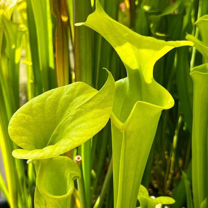 Sarracenia Flava F. Viridescens (Telogia Florida) Mk-F238