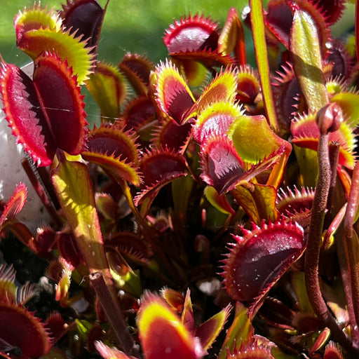 Dionaea Muscipula Red Piranha