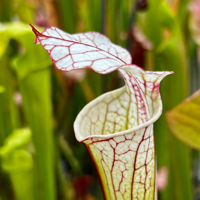 Sarracenia Iamsatyricon