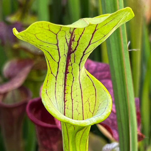 Sarracenia Doreens Colossus