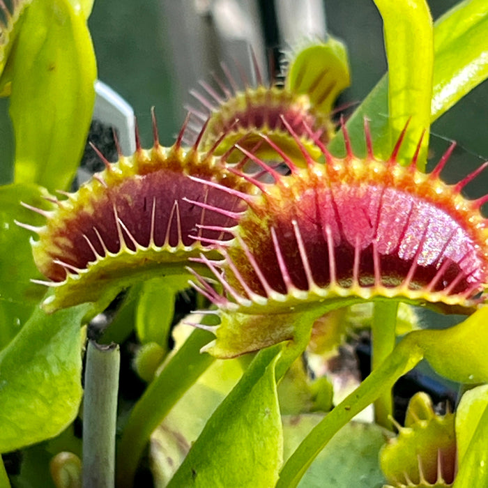 Dionaea Muscipula Bimbo