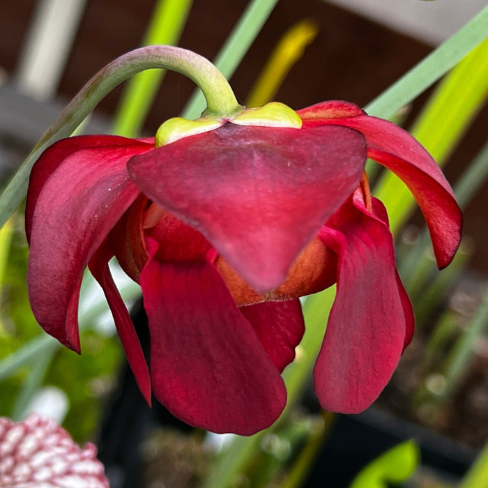 Sarracenia Leucophylla Red & White Mk-L29