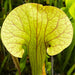 Sarracenia Constance Healy