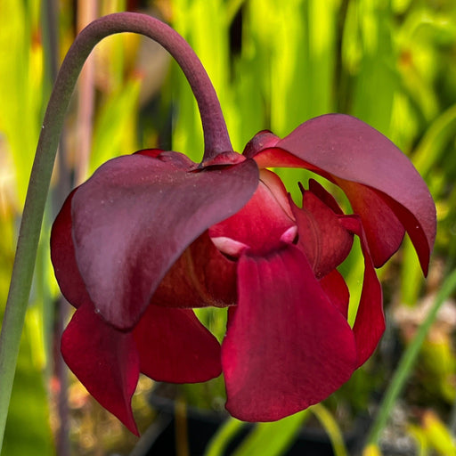 Sarracenia Ritchie Bell