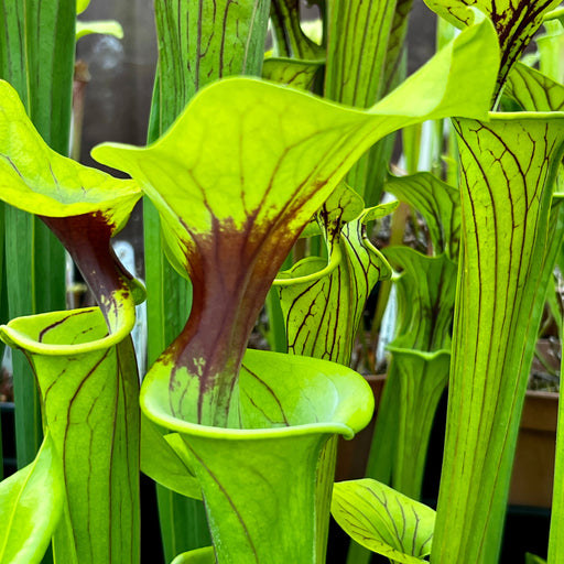 Sarracenia Flava Var. Ornata Killer (Okaloosa County Florida)