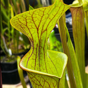 Sarracenia Tarn