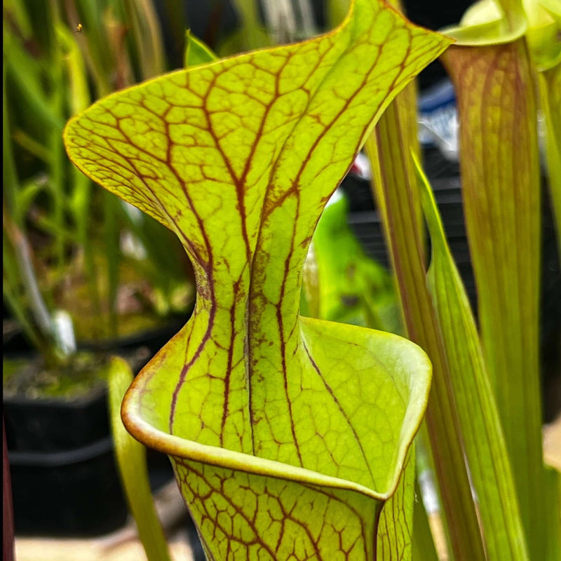 Sarracenia Tarn