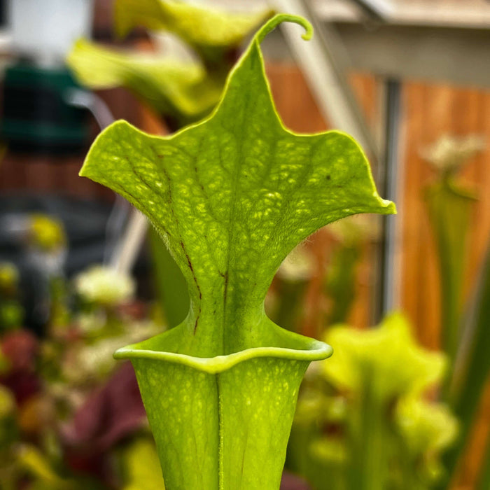 Sarracenia × Moorei - Ian Salter Mk-H135