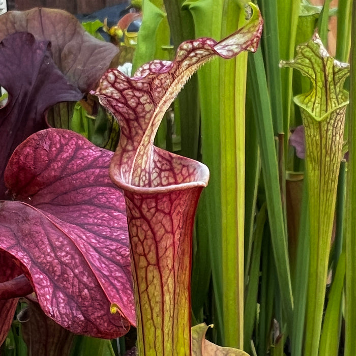 Sarracenia Saxaphaw