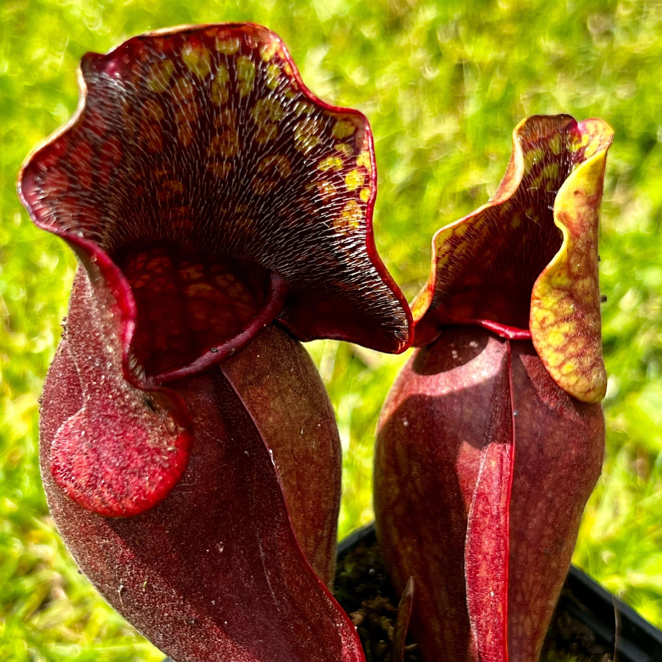 Sarracenia From New Jersey