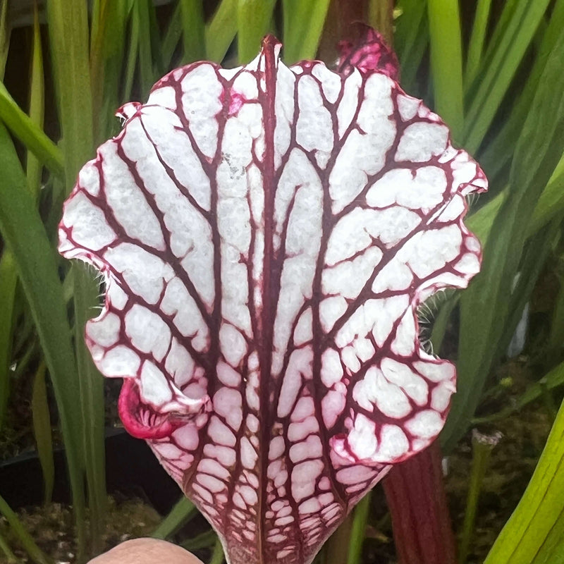 Sarracenia Leucophylla Red/ Pink Tube (Pedido Alabama) Mk-L49B