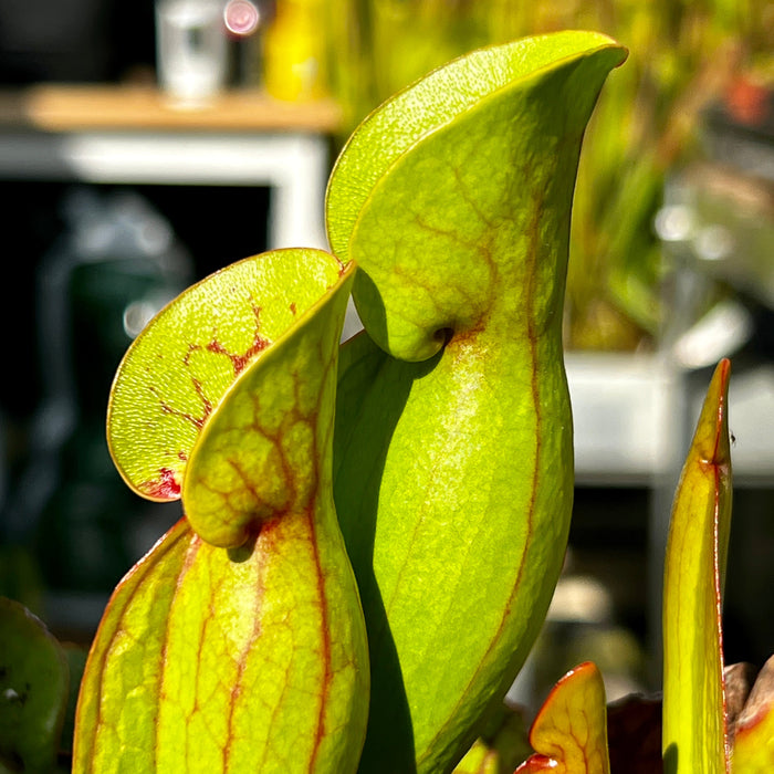 Sarracenia Pupurea Subsp. Purpurea (County Roscommon Ireland)