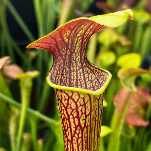 Sarracenia Alata Black Flag