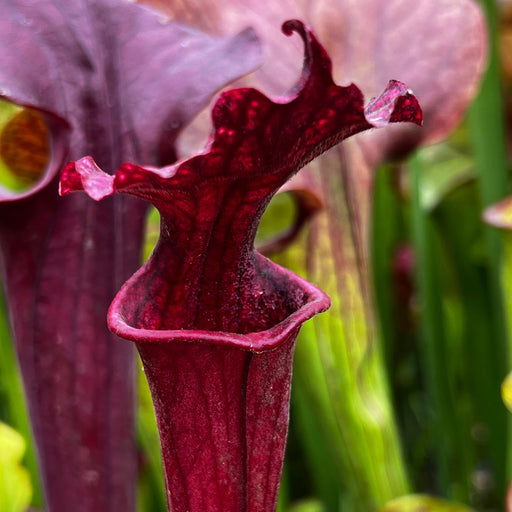 Sarracenia × Moorei - Mike King Unknown 2021 A