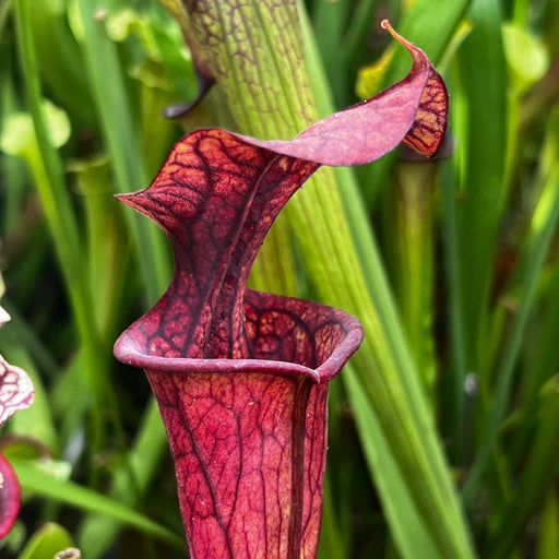 Sarracenia Black Knight