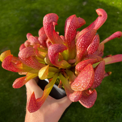 Sarracenia × Formosa Mk-H49E