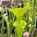 Sarracenia Flava Var. F. Viridescens (Telogia Florida) Mk-F238