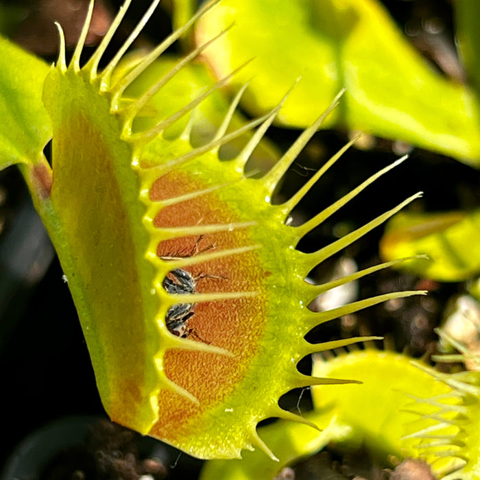 Dionaea Muscipula Triffid Giant