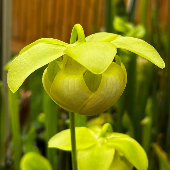 Sarracenia Purpurea Subsp. Venosa Var. F. Pallidiflora