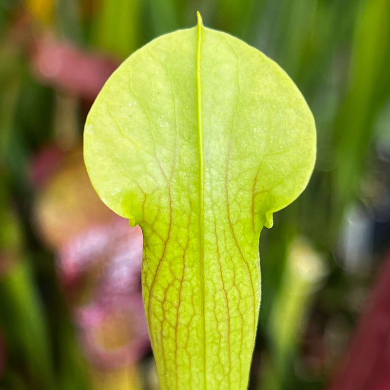 Sarracenia Alata - Aereolate Form (Jasper County Texas) Ms-Sa017