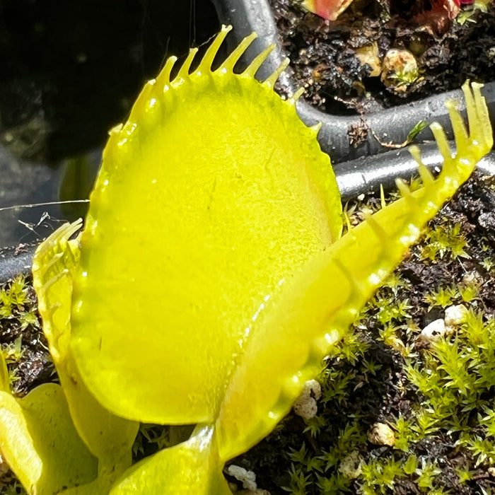 Dionaea Muscipula Harmony