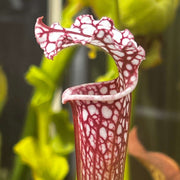 Sarracenia Giant Cotton