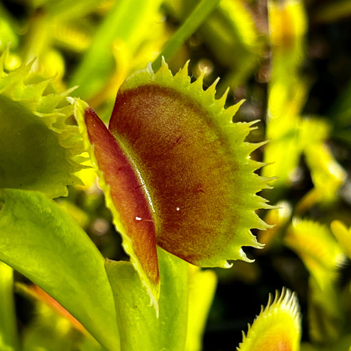 Dionaea Muscipula Dentata C X Sharkstooth Red Purple