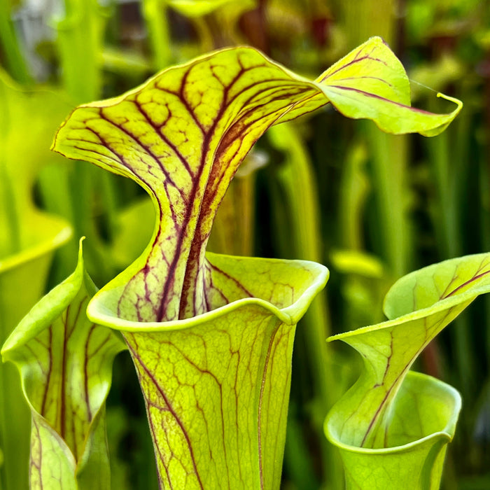 Sarracenia Flava Var. Atropurpurea (Blackwater Florida)