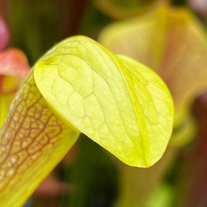 Sarracenia × Miniata - Kew Holotype